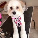 Happy clean pup after professional dog grooming near Austin TX