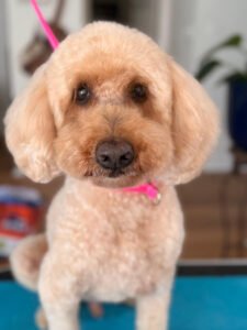 Freshly groomed dog after haircut at Beans 4 Toes in Georgetown TX